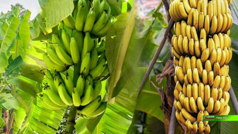 Pisang