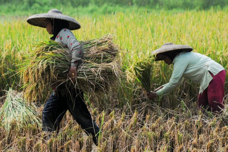 Di Tanah Bumbu, Minat Anak Muda Menjadi Petani Rendah 