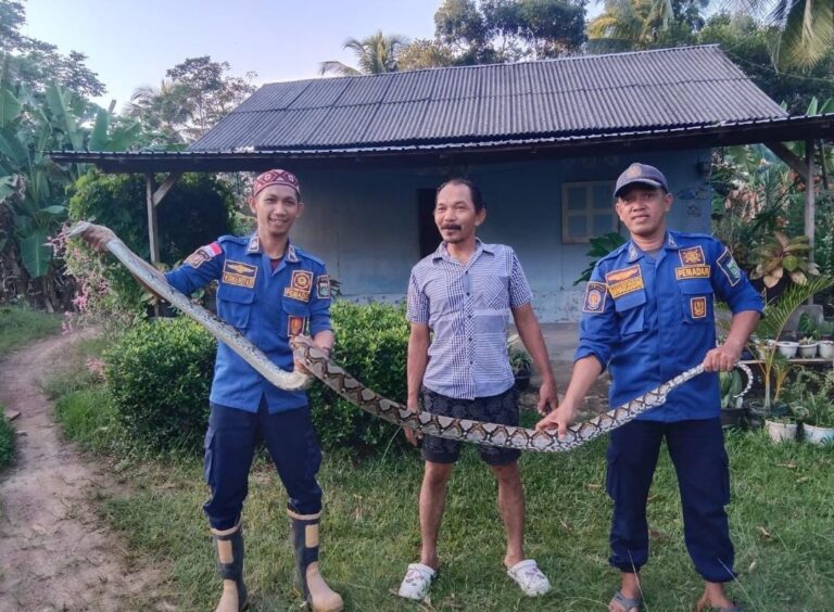 Tim Damkar Tanah Bumbu Berhasil Evakuasi Ular Sanca Masuk Kandang Milik Warga