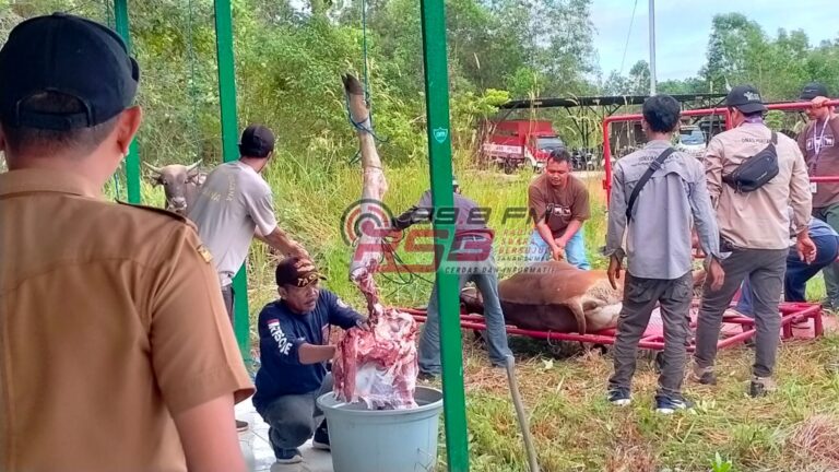 Momen Idul Adha 1444 H, Pemkab Tanah Bumbu Kurban Tujuh Ekor Sapi