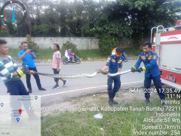 Dinas Satpol PP dan Damkar Tanah Bumbu Evakuasi Ular Piton Sepanjang Empat Meter di Desa Gunung Antasari 
