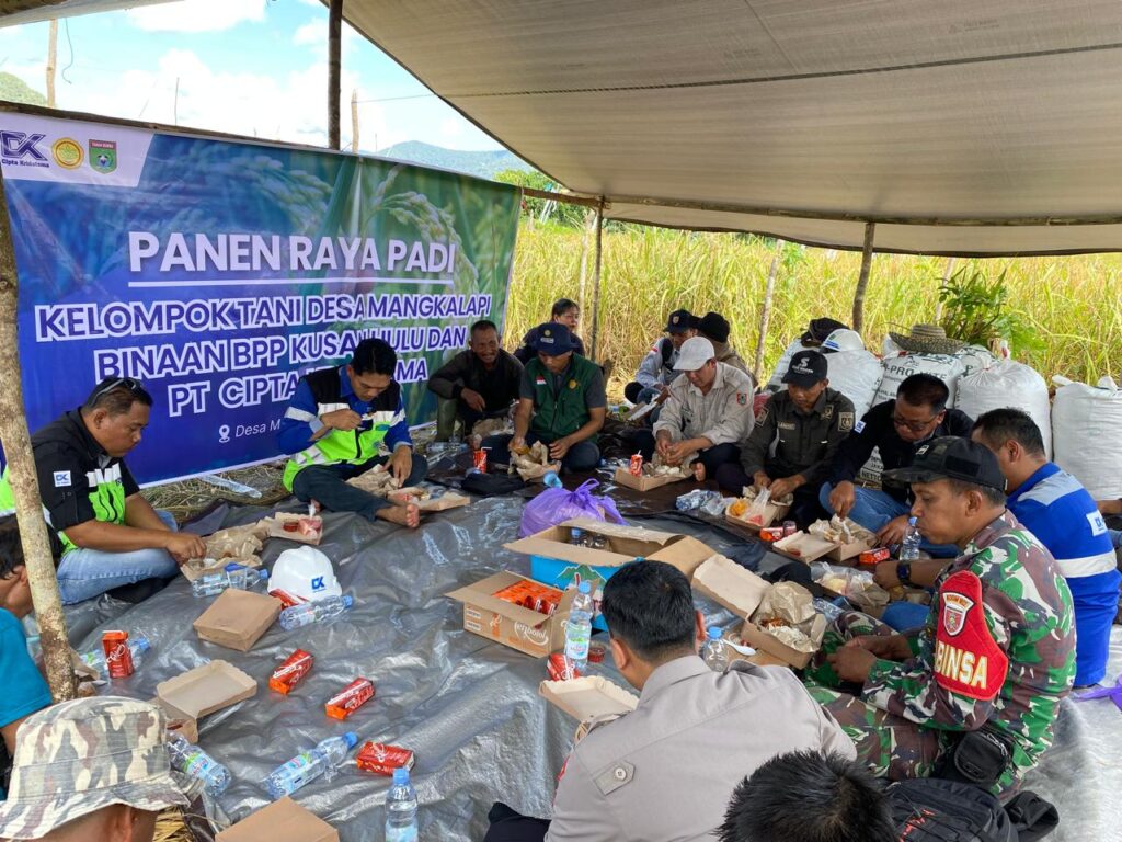 Panen Raya Padi Gunung di Mangkalapi Kusan Hulu, Lahan Bekas Semak Kini Produktif