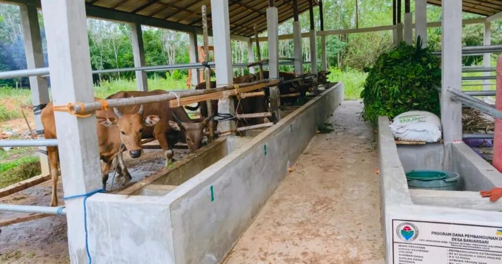 Monitoring Ketahanan Pangan, Camat Angsana: Pengadaan Sapi dari Dana Desa Beri Manfaat Nyata