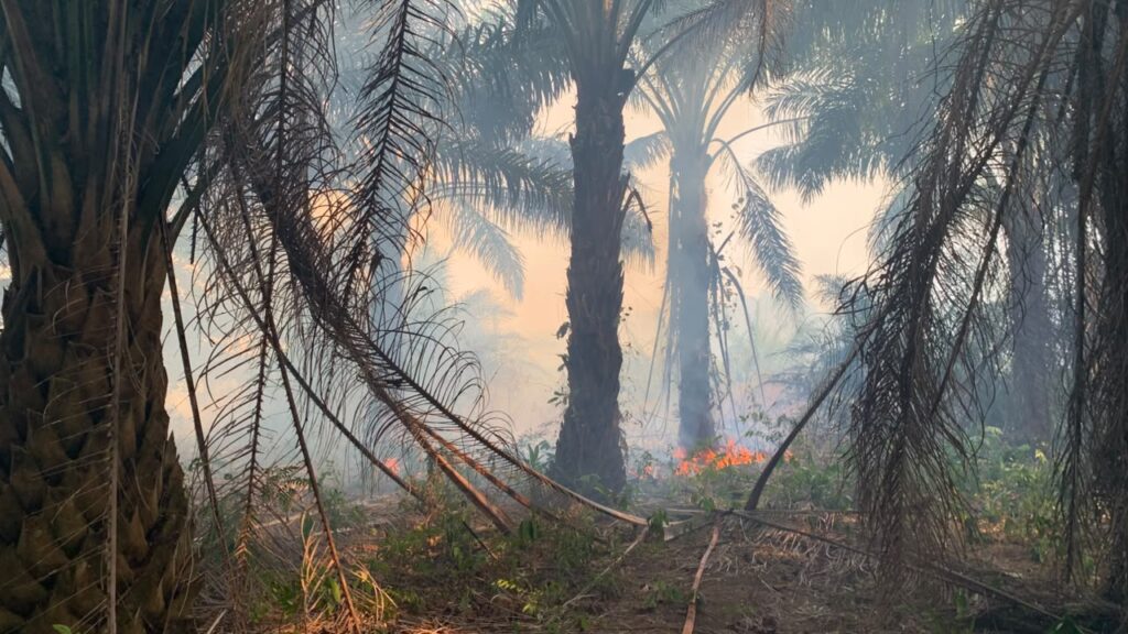 17 September, Karhutla Melanda Kelurahan Gunung Tinggi Batulicin, Seluas 3 Hektare 3